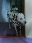 Tommy - Dalmatian Dog