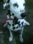 Tommy - Dalmatian Dog