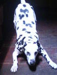 Tommy - Dalmatian Dog