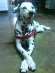 Tommy - Dalmatian Dog