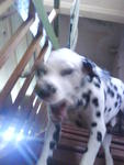 Tommy - Dalmatian Dog