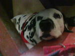 Tommy - Dalmatian Dog