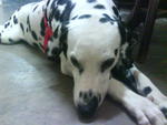 Tommy - Dalmatian Dog