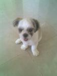 Bo Bo - Shih Tzu Dog