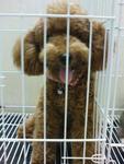 Poodle Female - Poodle Dog