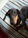 Mani - Dachshund Dog