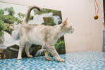 Snowy - Domestic Medium Hair Cat