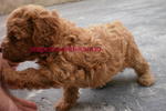 Pure Homebreed Tiny Size Poodle - Poodle Dog