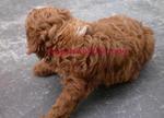 Pure Homebreed Tiny Size Poodle - Poodle Dog