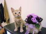 Zamani - Domestic Short Hair Cat