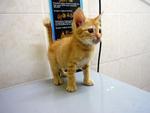 Zamani - Domestic Short Hair Cat