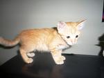 Zamani - Domestic Short Hair Cat