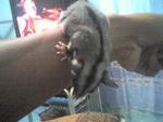 Nani (Sugar Glider) - Sugar Glider Small & Furry