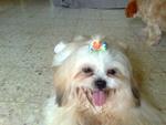 Bobo - Shih Tzu Dog