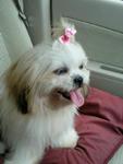 Bobo - Shih Tzu Dog