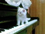 Nemo playing piano