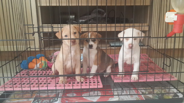 2 Siblings (Male-retriever Pups) - Retriever Mix Dog