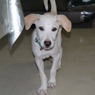 Latte (Toilet Trained ) For Indoor - Labrador Retriever Mix Dog