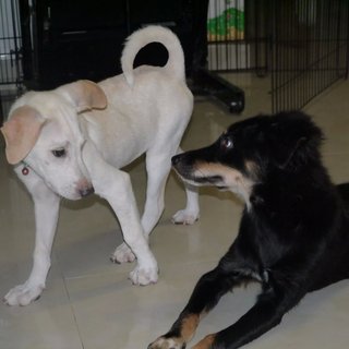 Latte (Toilet Trained ) For Indoor - Labrador Retriever Mix Dog