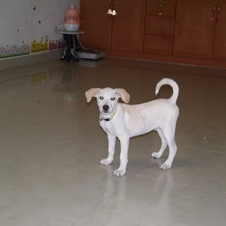 Latte (Toilet Trained ) For Indoor - Labrador Retriever Mix Dog