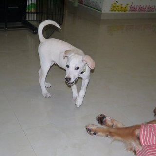 Latte (Toilet Trained ) For Indoor - Labrador Retriever Mix Dog