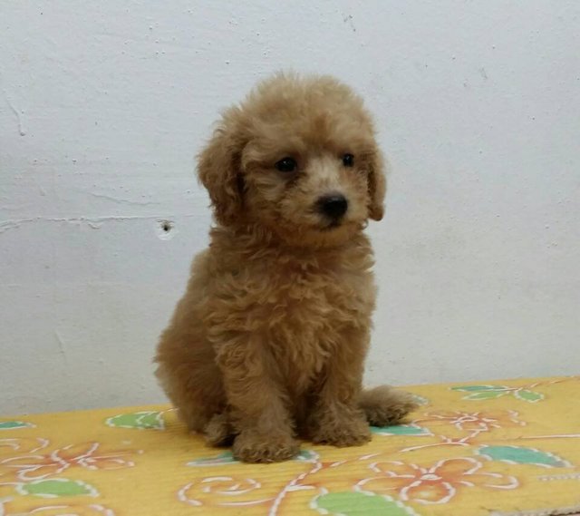 PF61006 - Poodle Dog