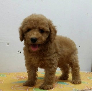 PF61006 - Poodle Dog