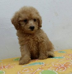 PF61006 - Poodle Dog