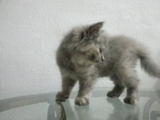 Labu - Persian Cat