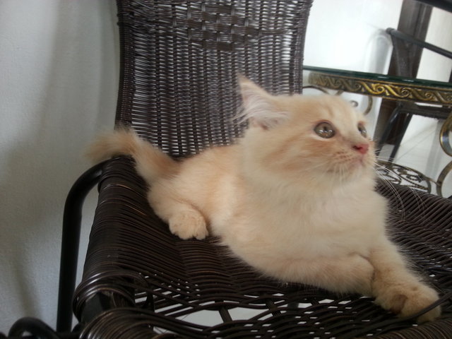 Oyen - Persian Cat