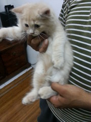 Oyen - Persian Cat