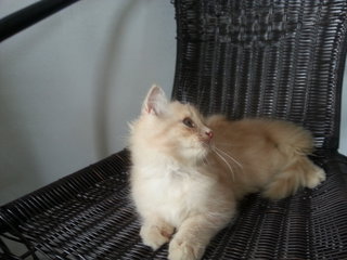 Oyen - Persian Cat