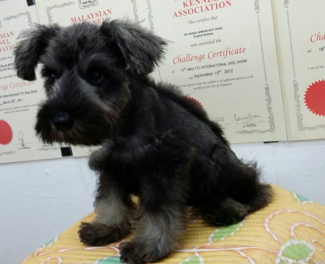 PF61013 - Schnauzer Dog