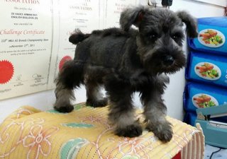 PF61013 - Schnauzer Dog