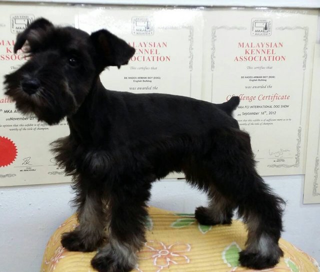 PF61015 - Schnauzer Dog