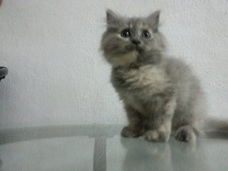 Sexyy - Persian Cat