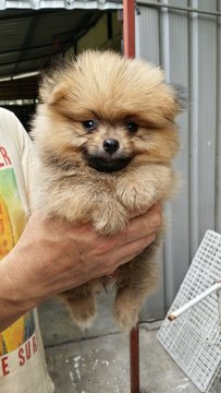 Shortleg Male Pomeranian Puppy Ae13 - Pomeranian Dog