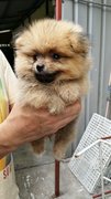 Shortleg Male Pomeranian Puppy Ae13 - Pomeranian Dog