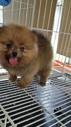 Shortleg Male Pomeranian Puppy Ae13 - Pomeranian Dog