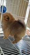 Shortleg Male Pomeranian Puppy Ae13 - Pomeranian Dog