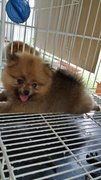 Shortleg Male Pomeranian Puppy Ae13 - Pomeranian Dog