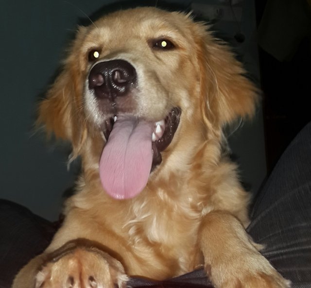 Bella - Golden Retriever Dog