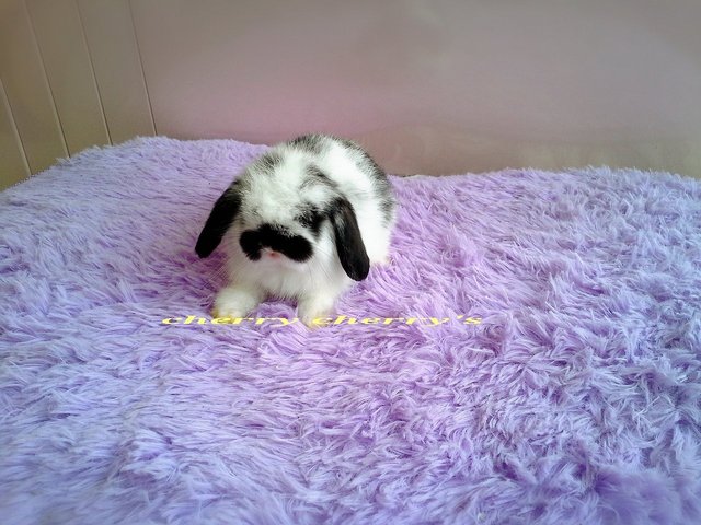 Holland Lop -broken Black 258 - Holland Lop Rabbit