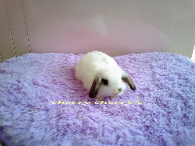 Holland Lop -blue Tort 825 - Holland Lop Rabbit