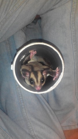 Sugar Glider - Sugar Glider Small & Furry