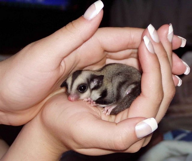 Sticky - Sugar Glider Small & Furry