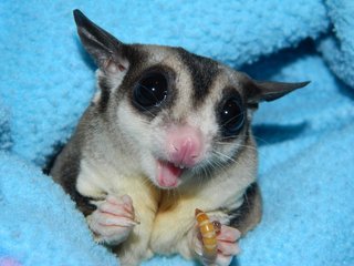 Sticky - Sugar Glider Small & Furry