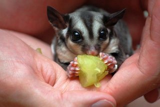 Sticky - Sugar Glider Small & Furry