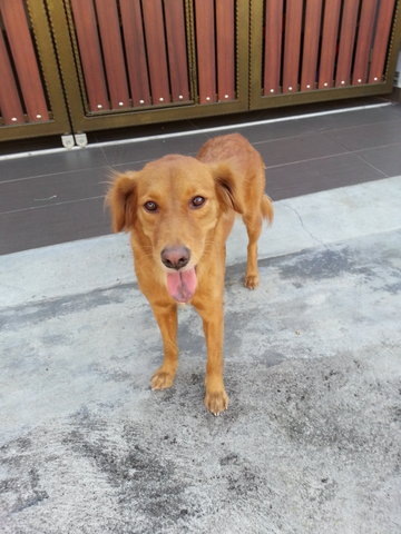 Goldie - Mixed Breed Dog