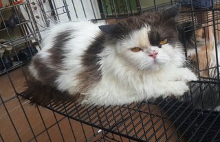 Tommy - Persian Cat